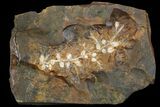 Paleocene Fossil Fruit (Palaeocarpinus) - North Dakota #96949-1